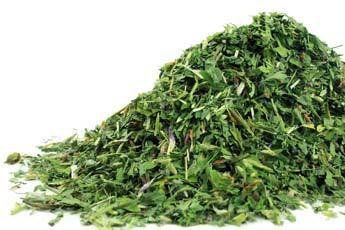 Red Clover, Organic