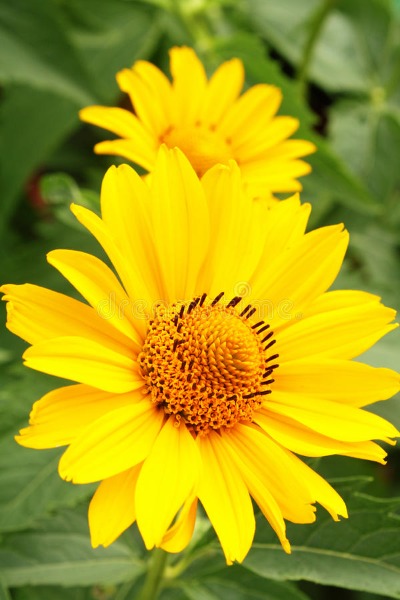 Alternate Product Image